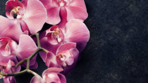 Pinke Orchideen